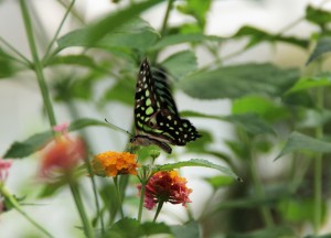 farfalla