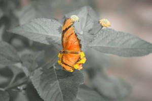 farfalla arancione