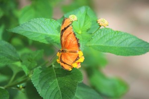 farfalla arancione